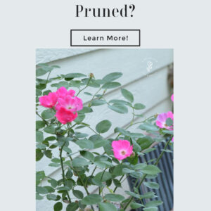 single pink roses, Kirsten Poulson variety, blooming near a garden bench, text overlay reads: do you know when to prune roses? Learn more. flower patch farmhouse dot com