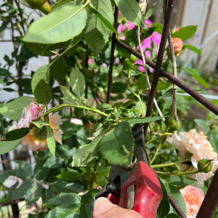 a faded rose bloom getting deadheaded with red pruners