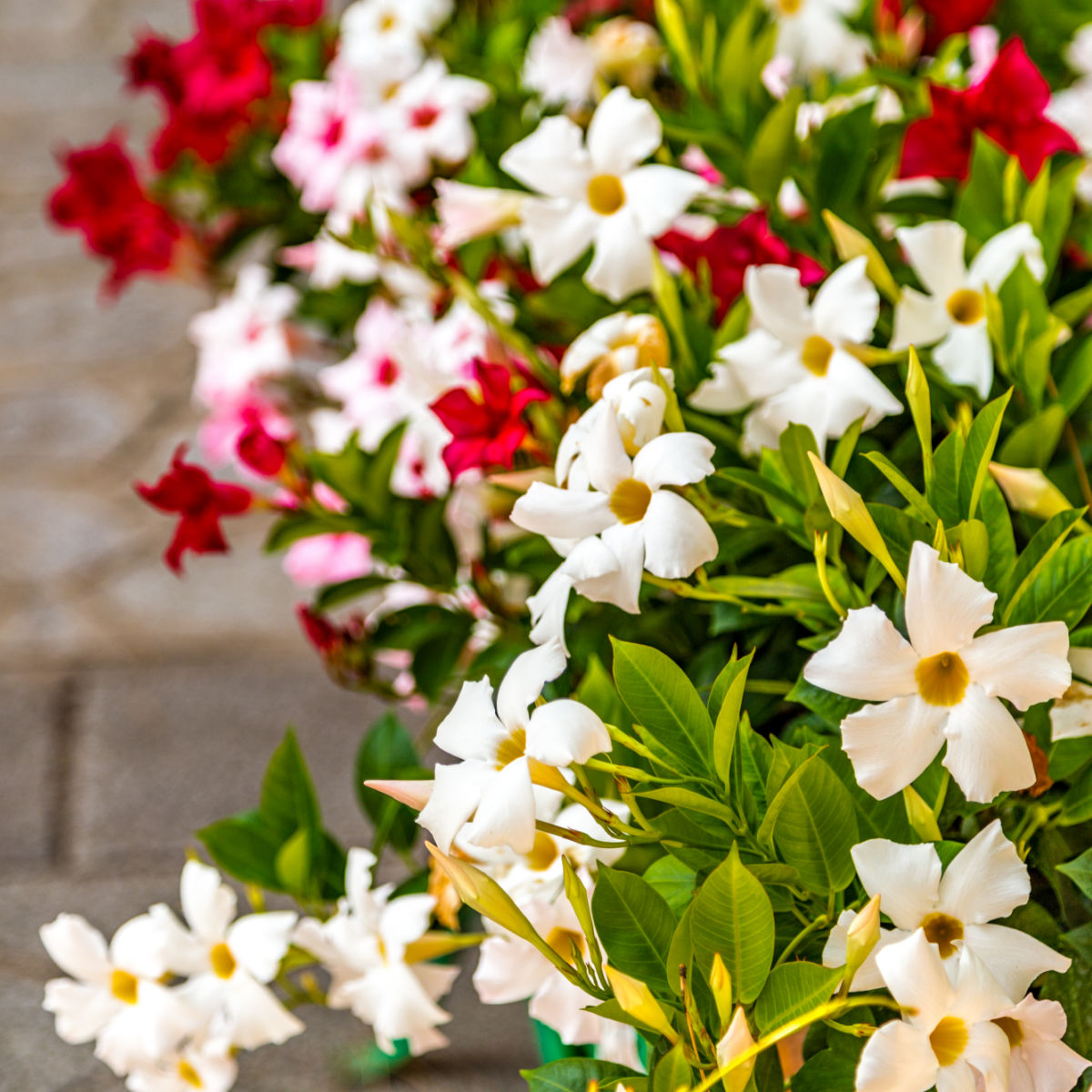 Dipladenia