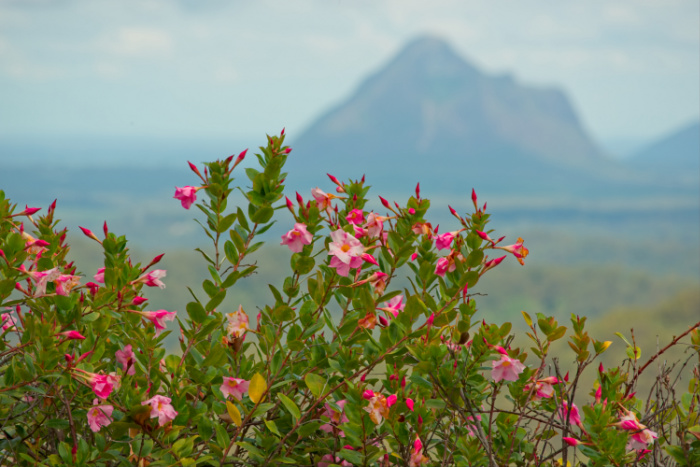 pink dipladenia with a mountain in the background