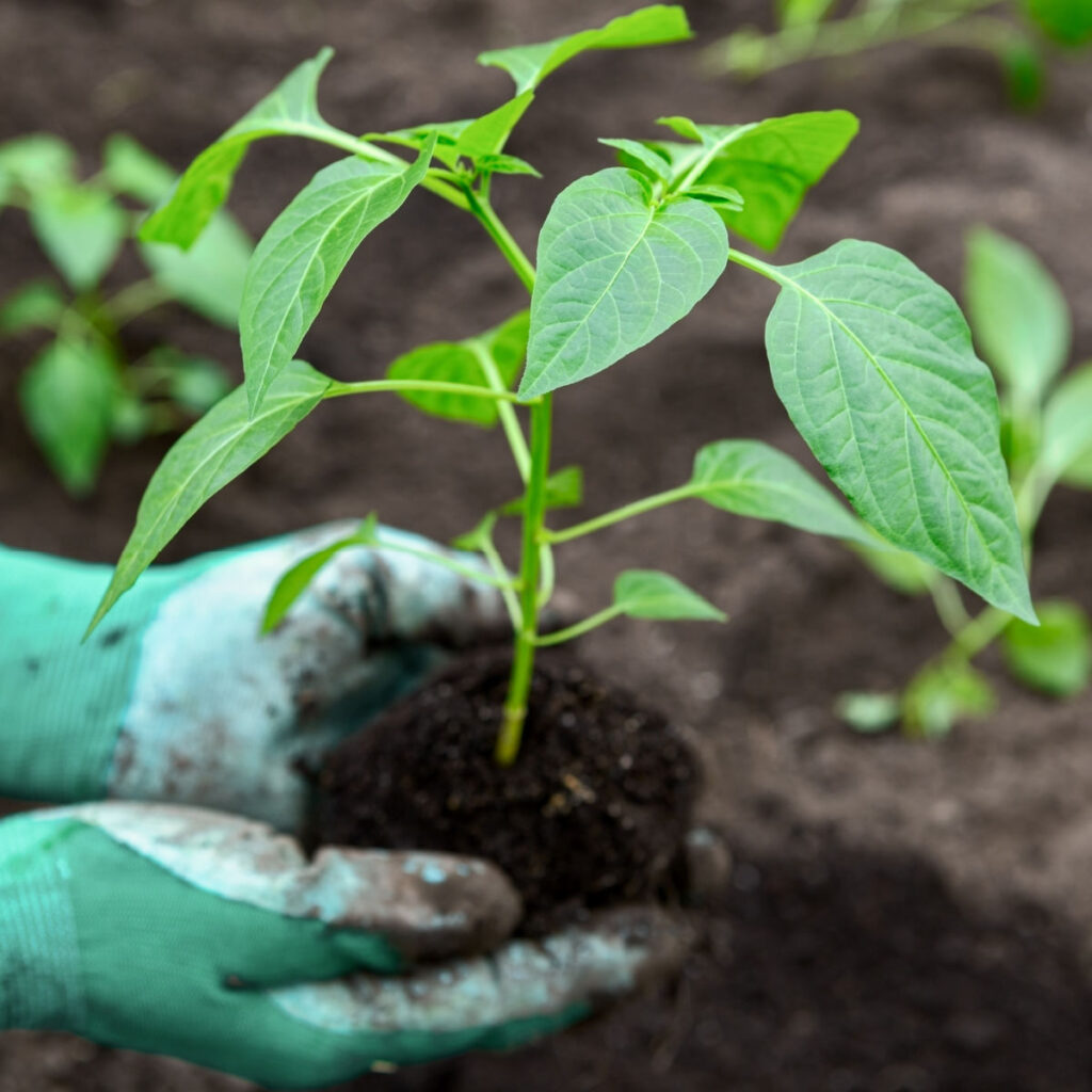 Seedling of sweet pepper plants in a brown soil and hand with top view is close-up.