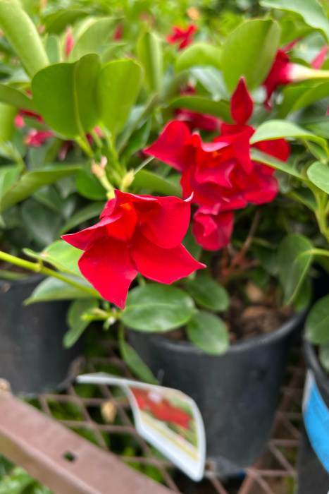 red dipladenia in container at garden center