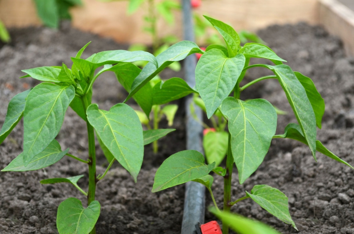 pepperplants in garden with drip tubing