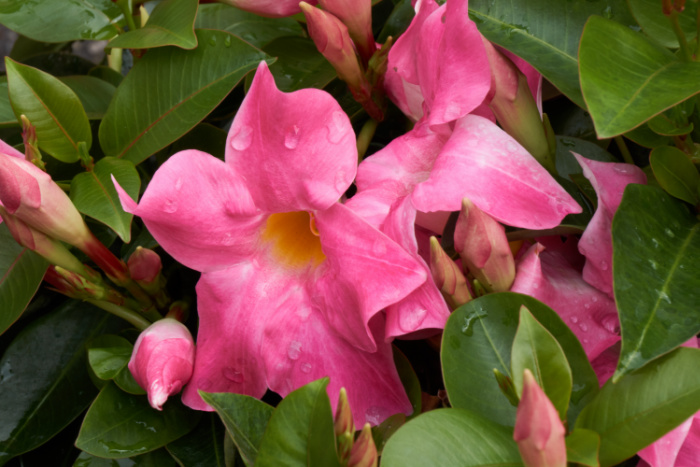 pink dipladenia