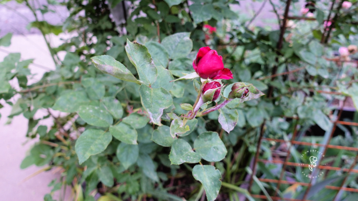 powdery mildew on red rose and leaves in garden