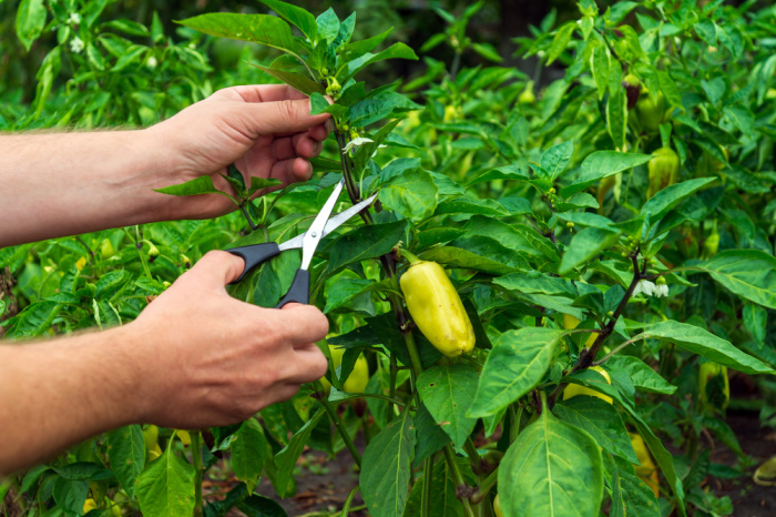 The farmer cuts the sprouts into the peppers with scissors for a good harvest. Close-up of the hands of an agronomist during work. Caring for bell pepper in the garden