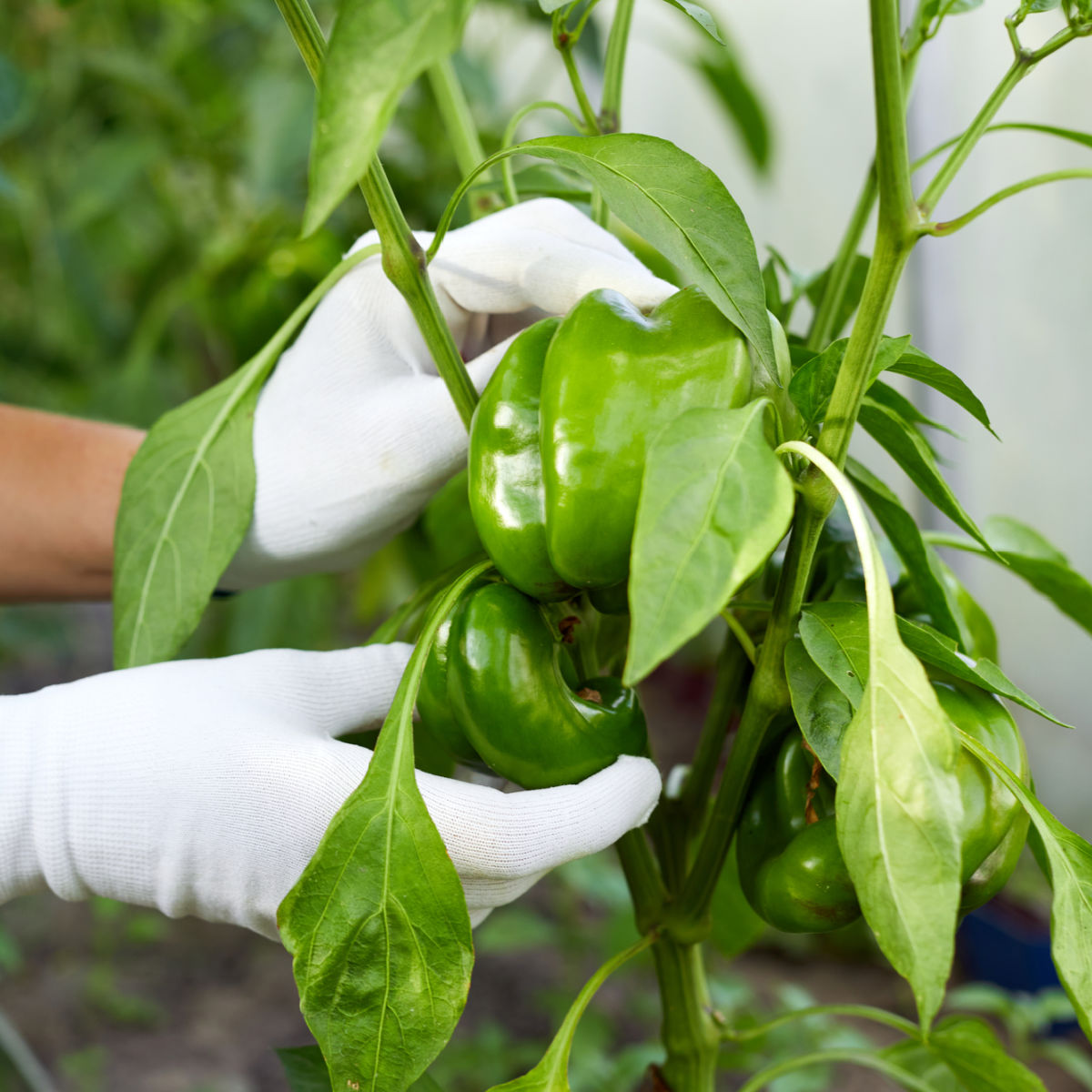 Pruning Pepper Plants