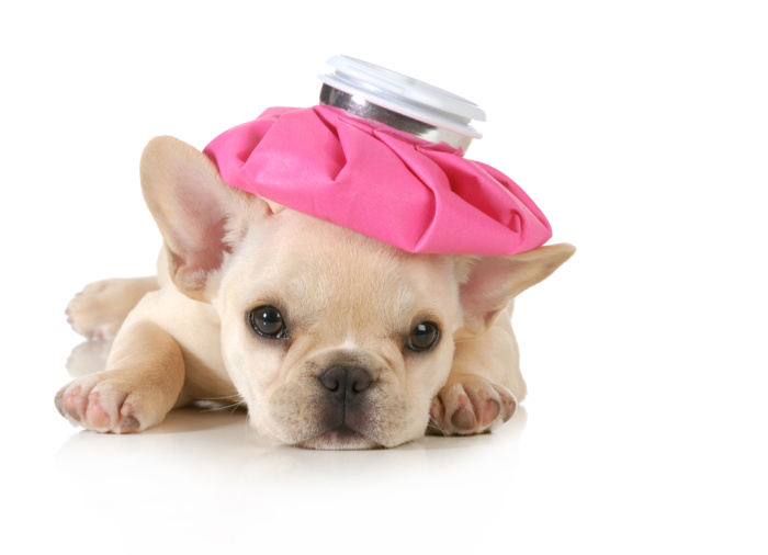 sick puppy with pink water bottom on head, bone meal can be toxic to dogs