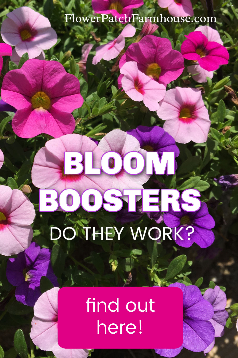 Bloom Booster Miracle or Advertising? AcademyGarden Blog