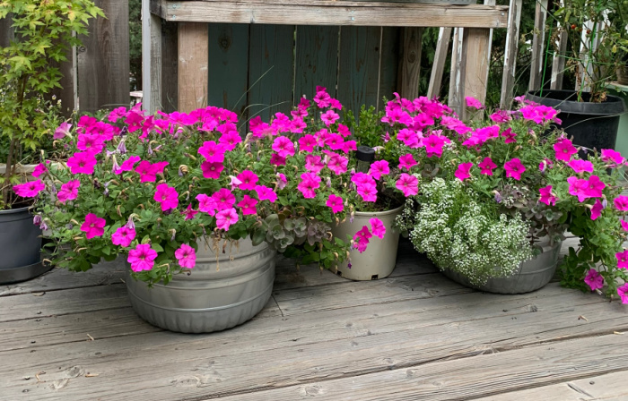 bright pink supertunias in tubs with white alyssum