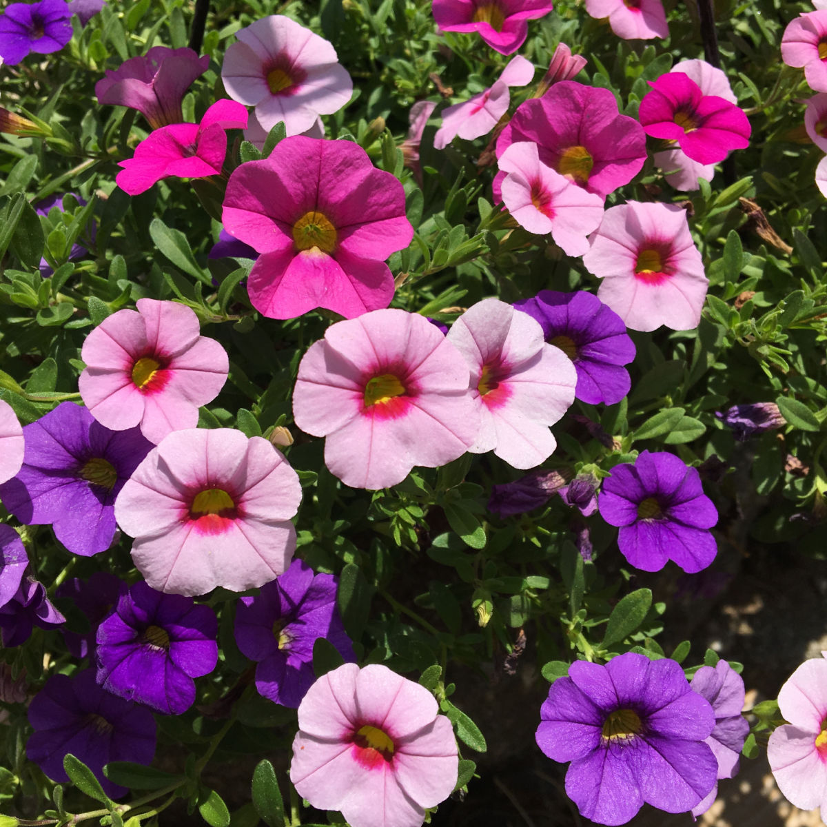 mix colors of calibrachoa flowers, purple, pink and fuchsia in a container