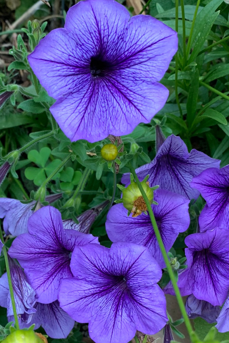 close up of lavender petunias with purple veins