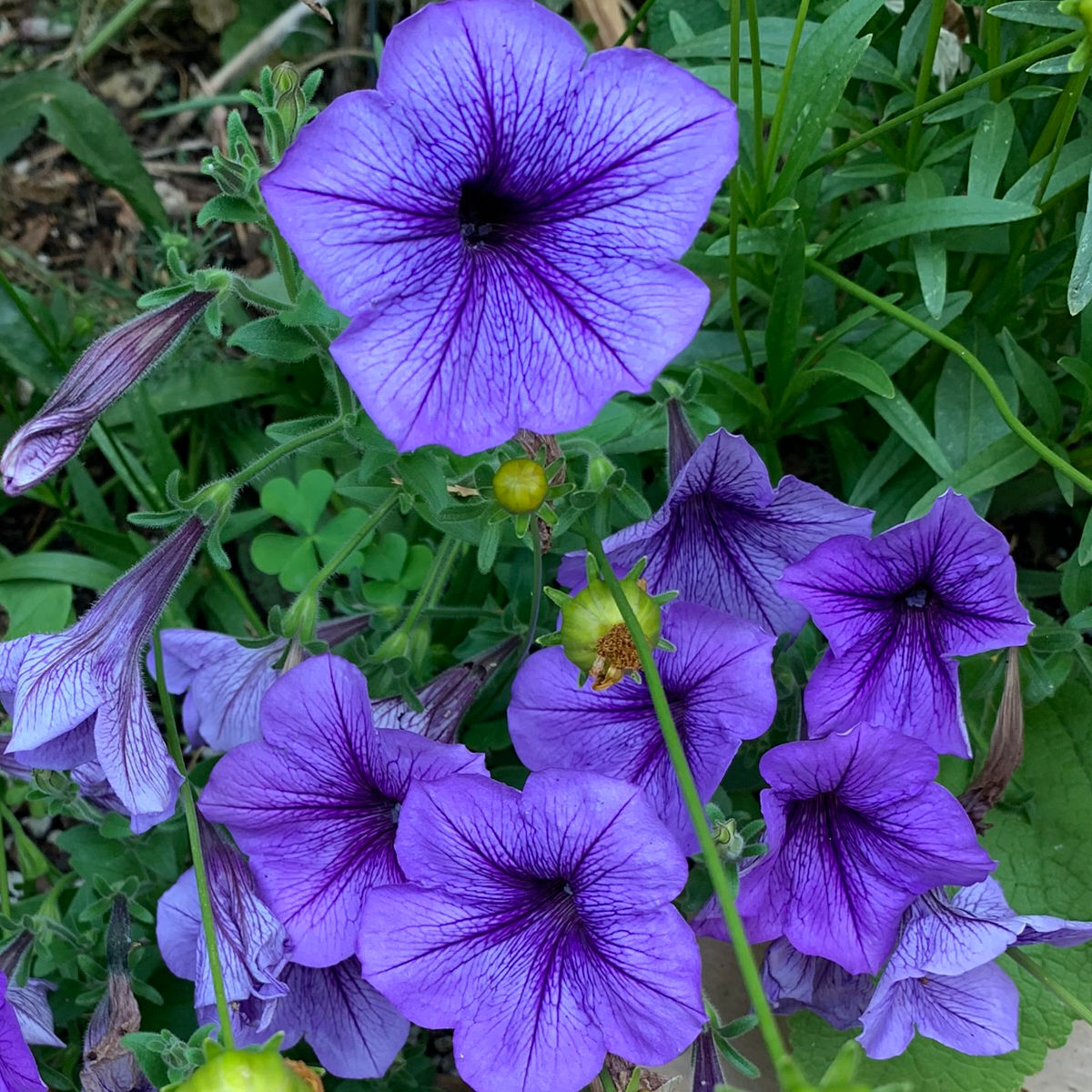 Best Way to Fertilize Petunias!