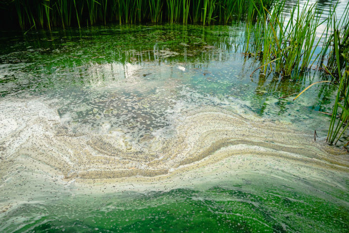 lake polluted with phosphorus and has developed an algae superbloom