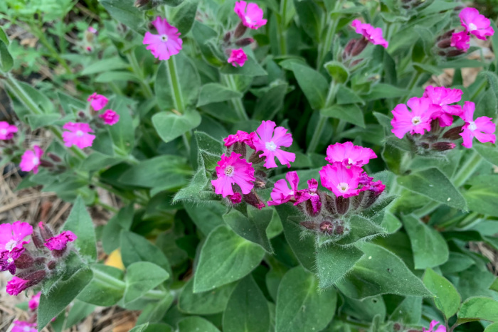 red campion aka silene dioica close up, pretty magenta flowers on medium green foliage, flower patch farmhouse dot com logo