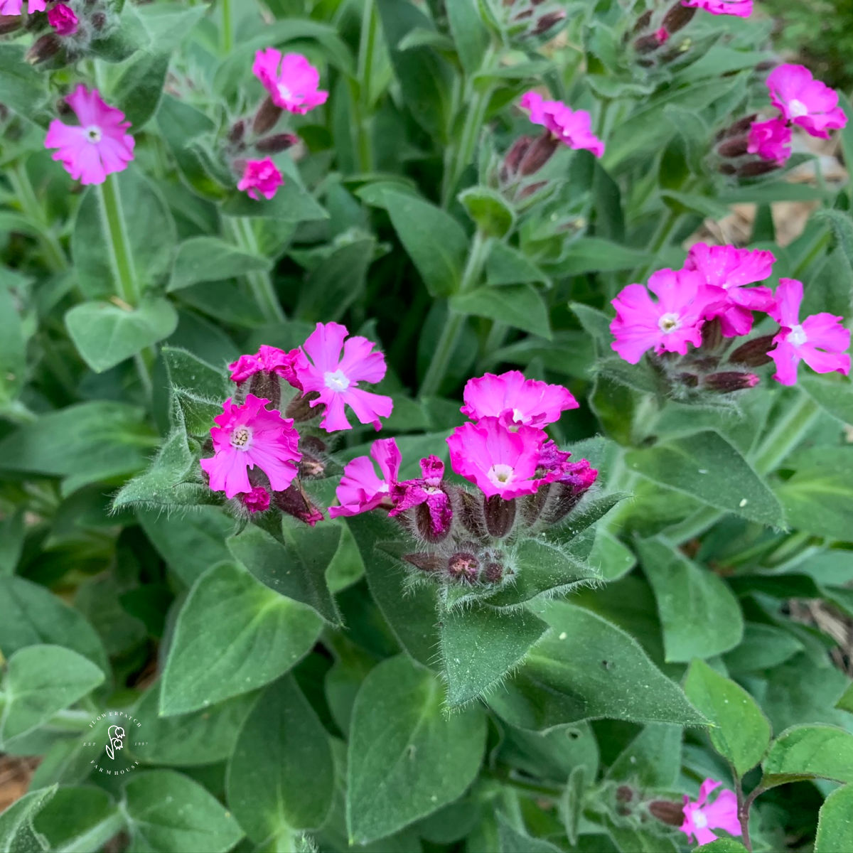 Beautiful Silene Dioica: Easy Growing Guide