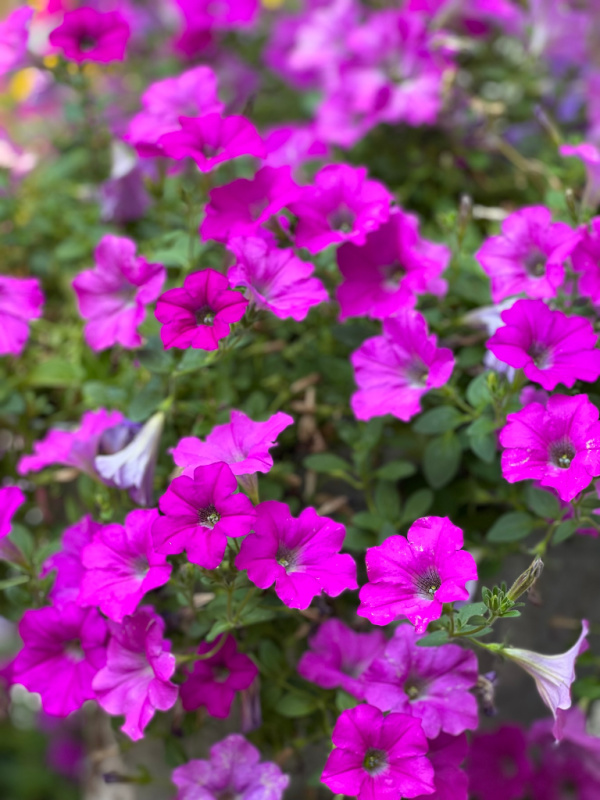 fucshia pink cascading petunias, proven winners supertunias