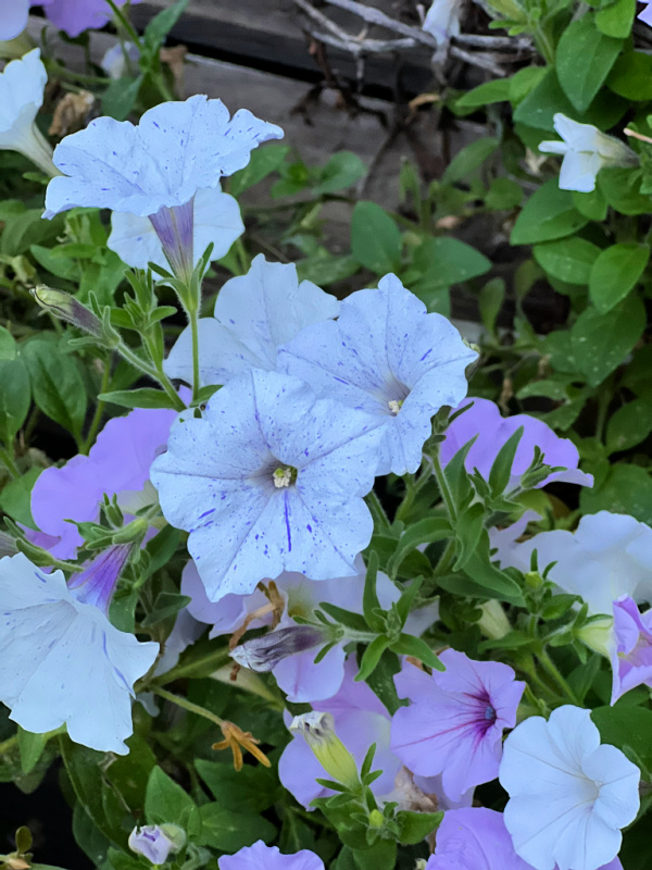 supertunia petunias