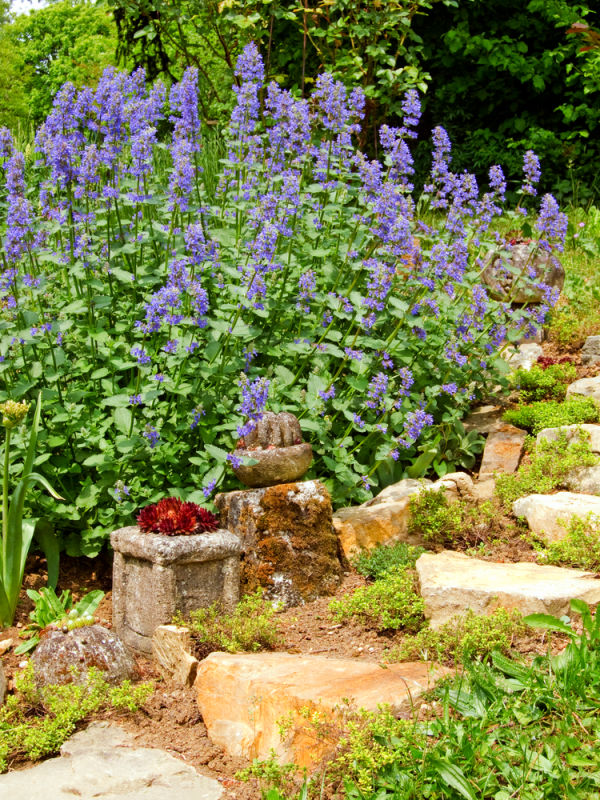 catnip in a cottage garden next to stone steps