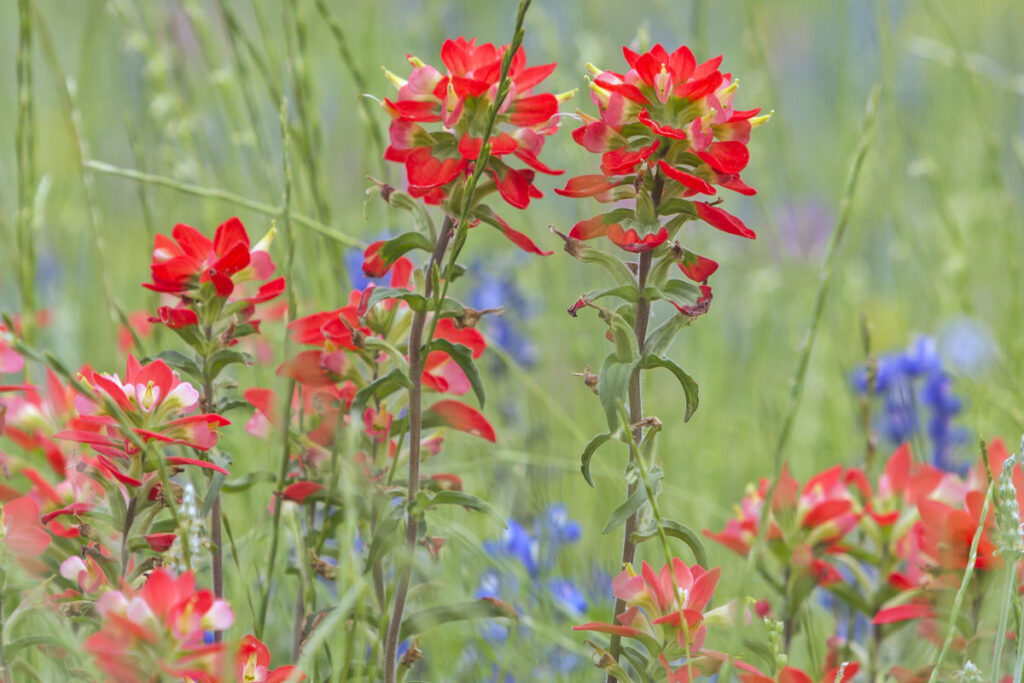 Indian Paint Brush, what plants don't like Epsom Salt