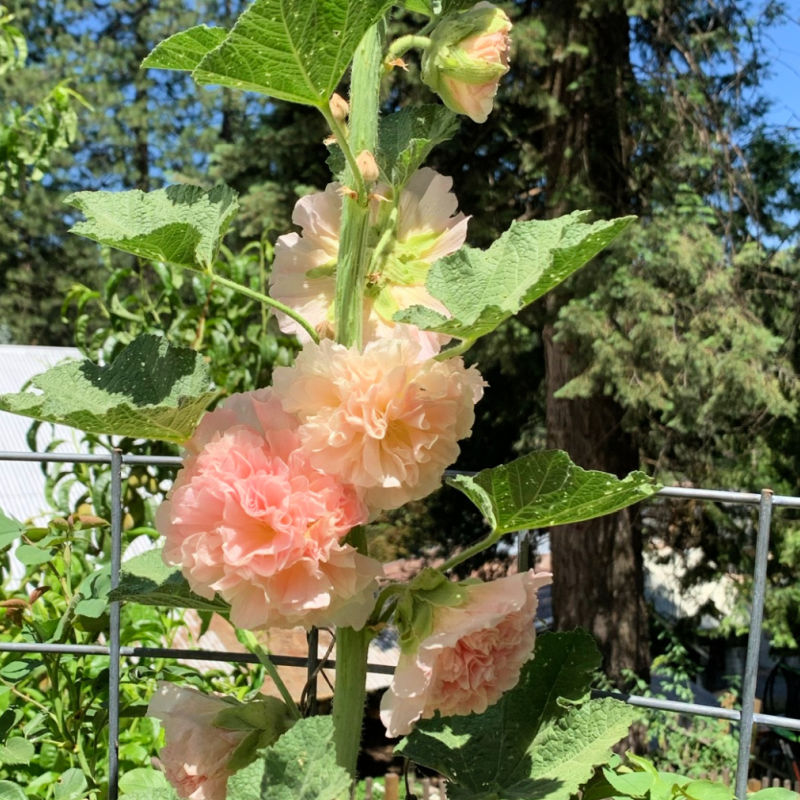 Peaches and Dreams Hollyhock flower in garden