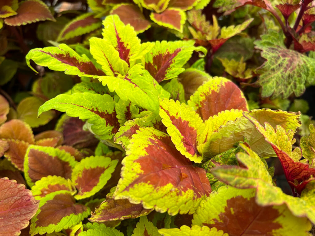 rainbow coleus, campfire coleus