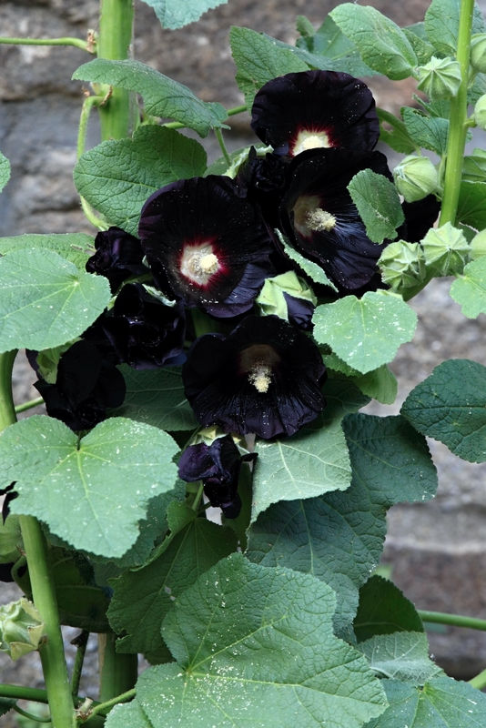 black hollyhock