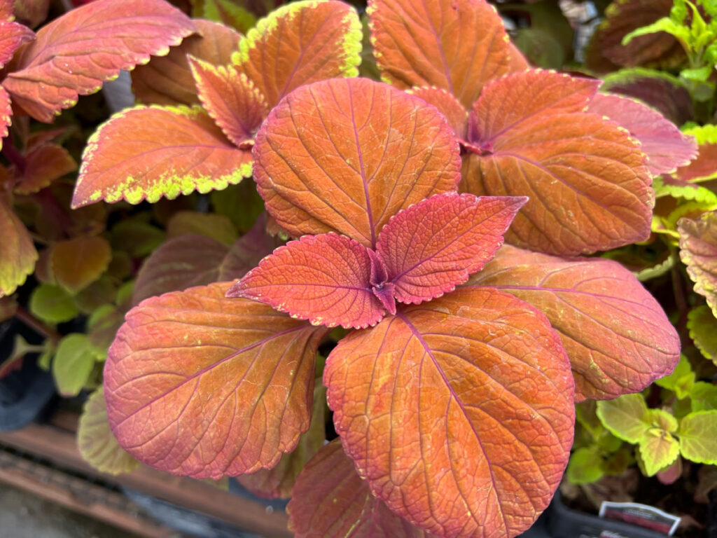 Campfire coleus close up, beautiful orange tinted leaves