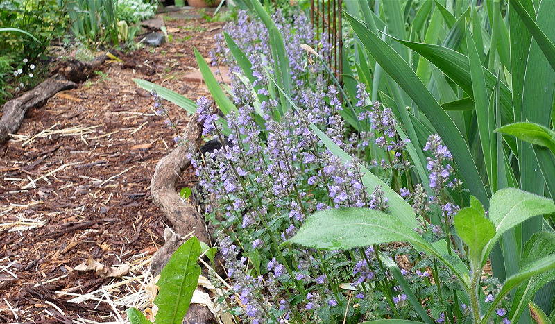 cats pajamas nepeta in rose alley, catmint faassenii