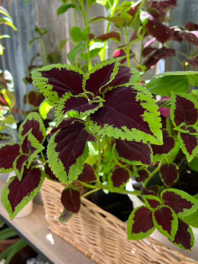 coleus in a basket, dark chocolate leaves with bright green edging