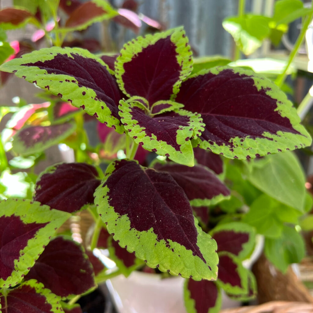 chocolate colored coleus leaves with vibrant green edging, close up