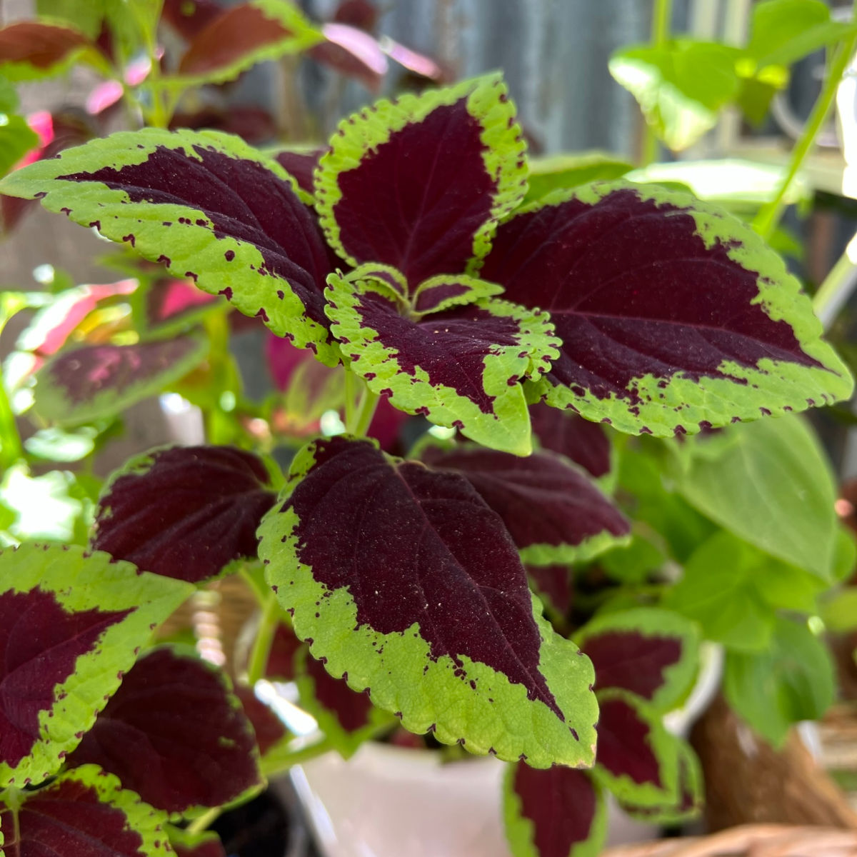 Growing Coleus: A Splash of Color and Creativity in Your Garden