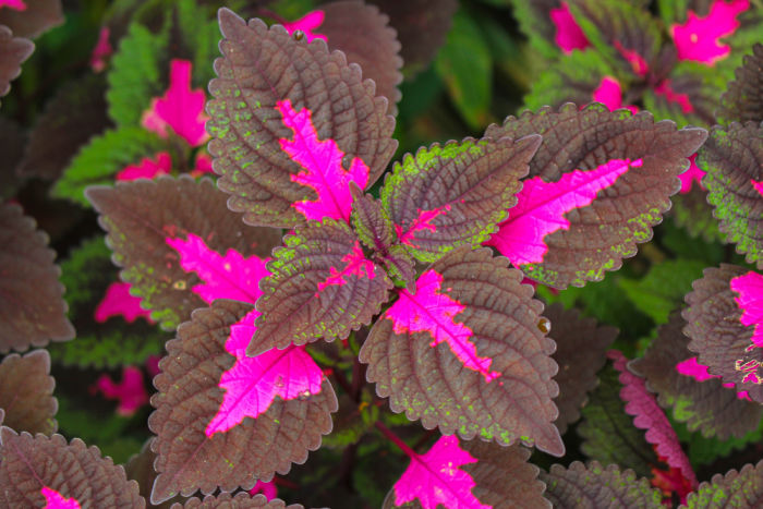 Coleus leaves with green and bright pink
