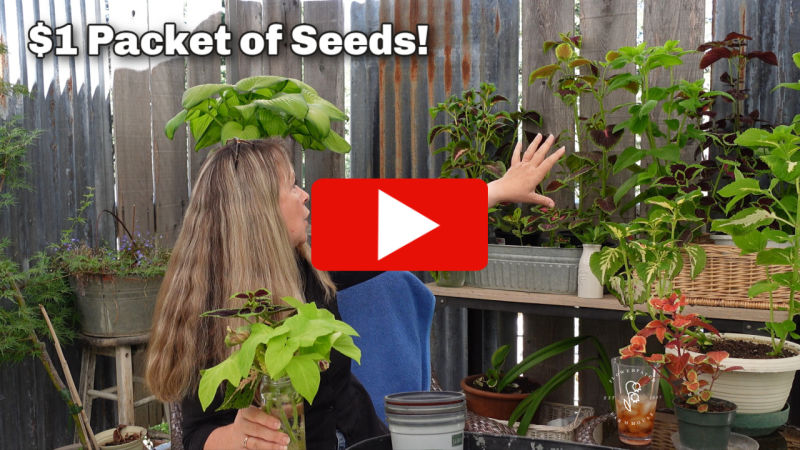 woman looking back at coleus plants grown from seeds, play arrow in center of image, text overlay reads one dollar packet of seeds!