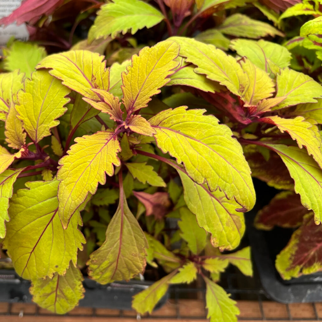 lime colored coleus leaves with burgundy edging, grow coleus seeds