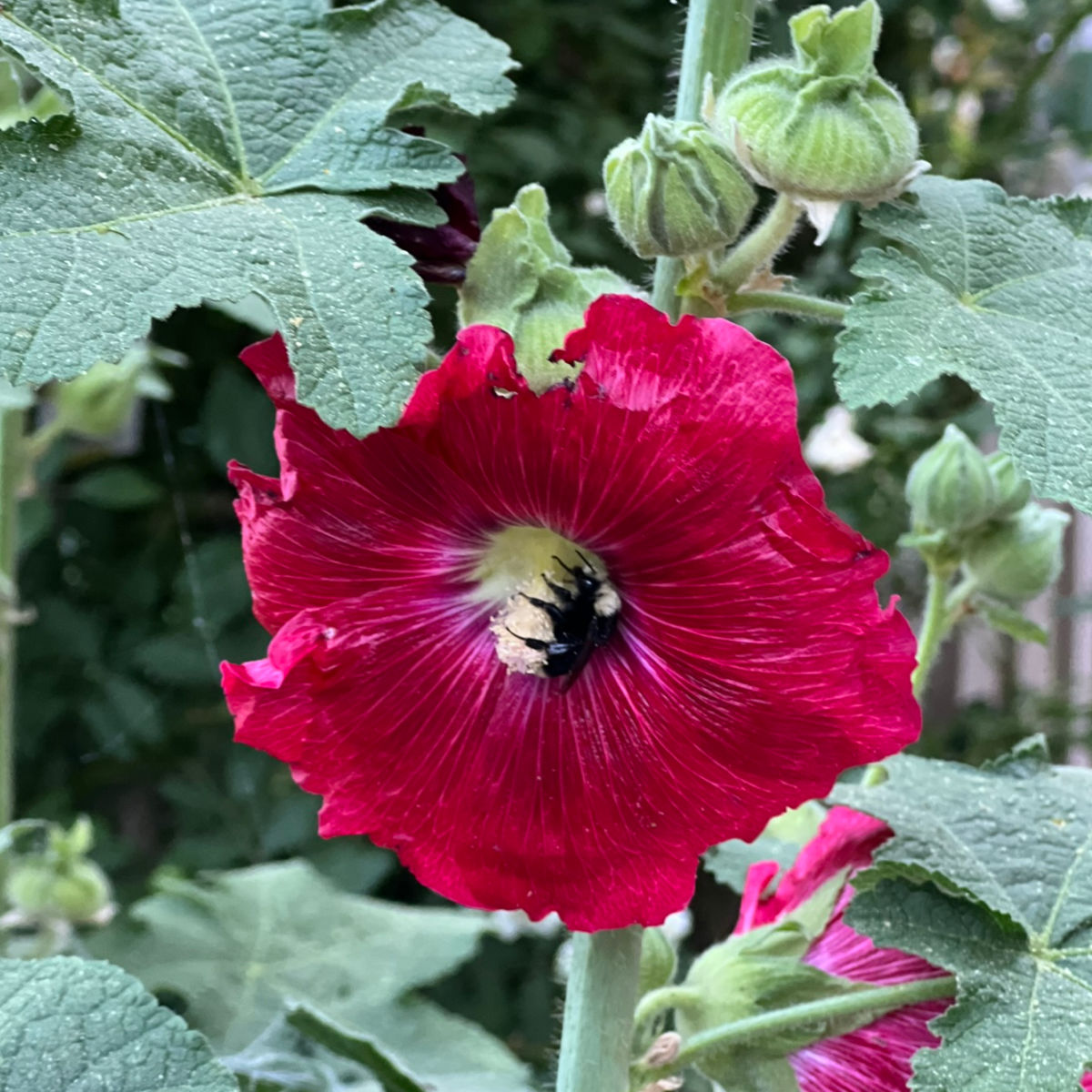 red hollyhock flower with bumblebee on center