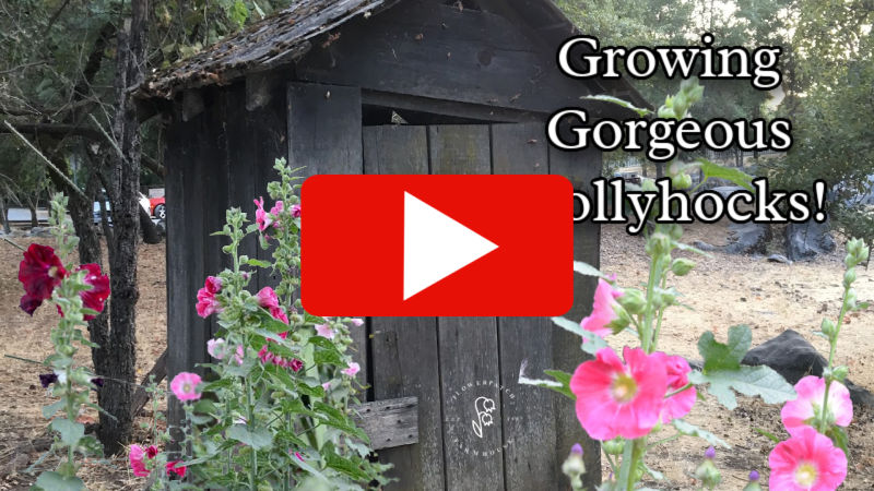 beautiful pink hollyhocks in front of an old outhouse