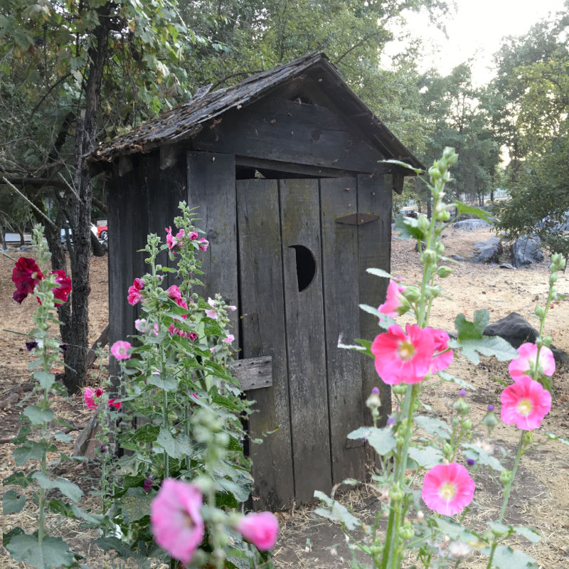 Pink Hollyhocks in front of old outhouse