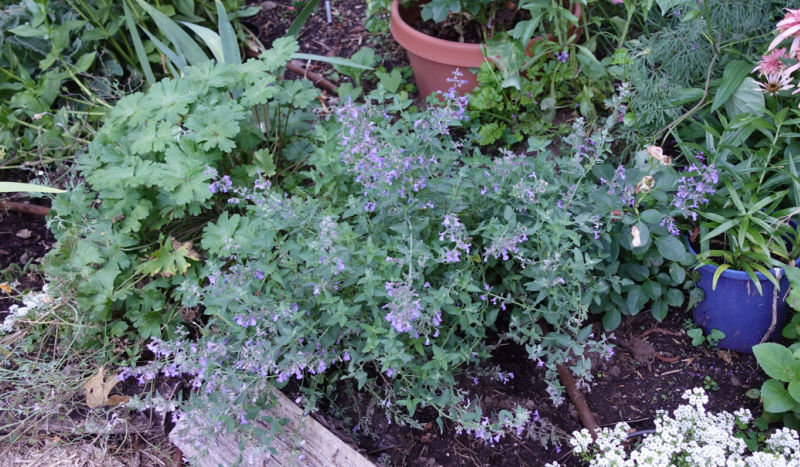 junior walker catmint in the secret cottage garden of Flower Patch Farmhouse dot com