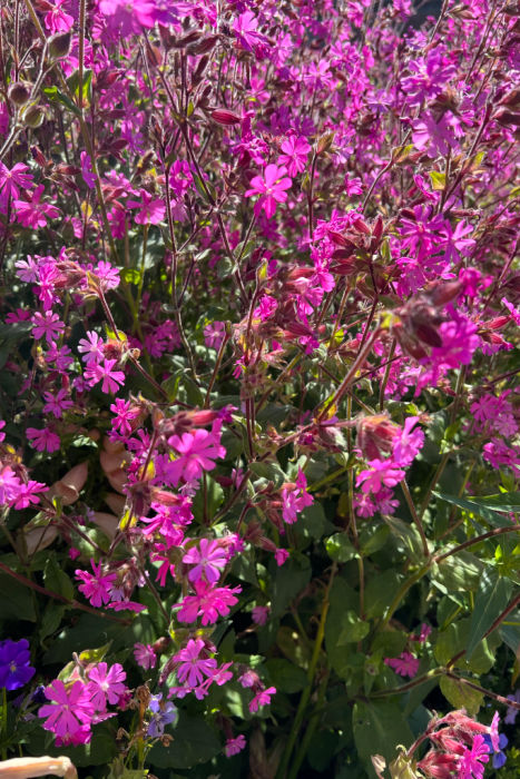 red campion in the garden, aka silene dioica