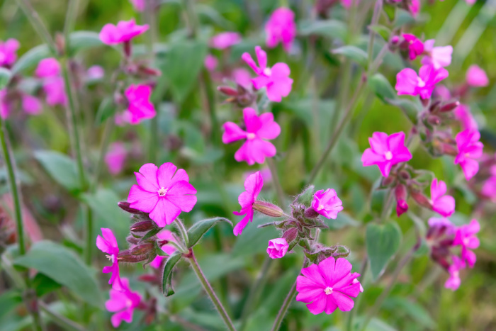 silene dioica in the garden close up