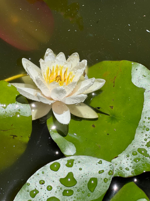 waterlily in pond, plants that don't like epsom salt