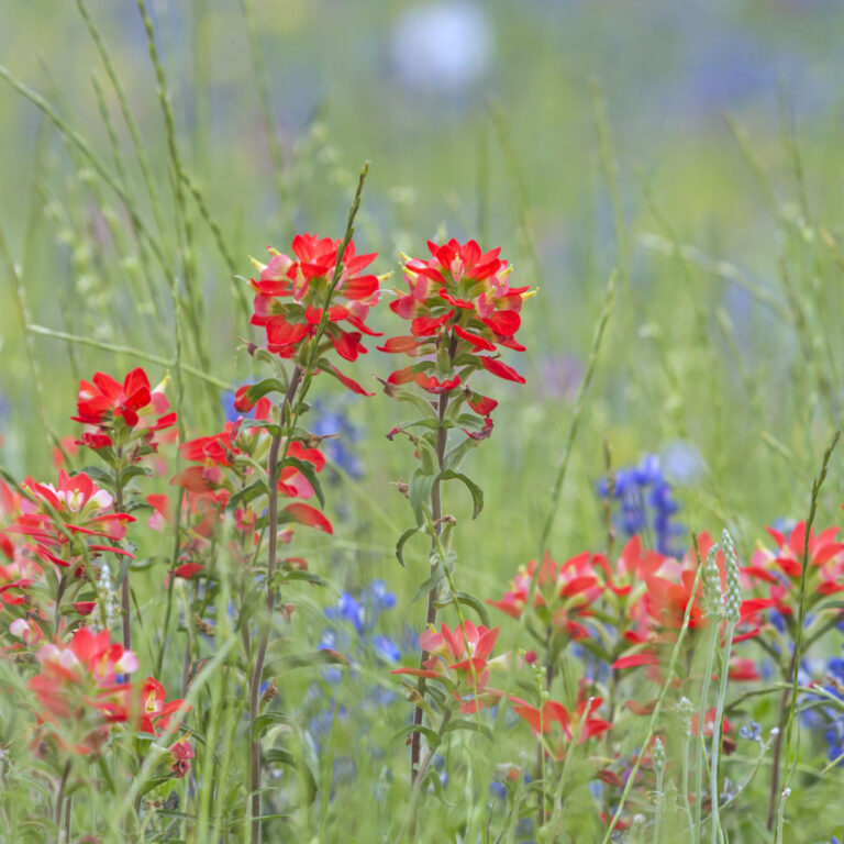 Indian Paint brush flower in a field