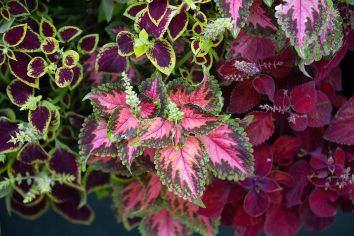 wizard coleus selection, brightly colored coleus plants, flower patch farmhouse dot com