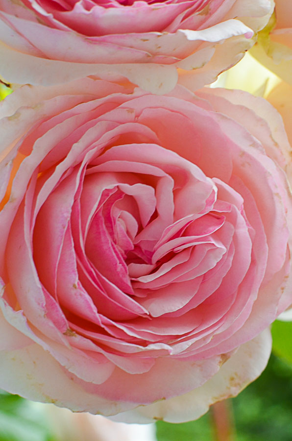 close up of Eden Rose aka Pierre de Ronsard rose, pink flowers
