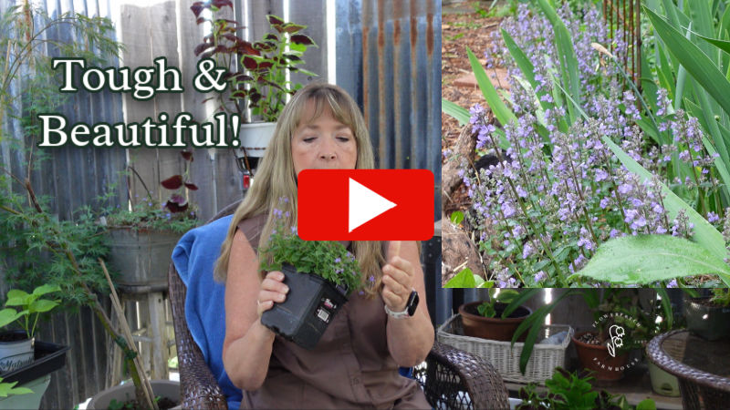 video thumbnail of nepeta a fabulous perennial in the garden video