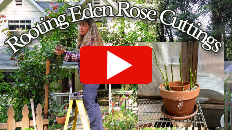 woman on a ladder pruning an Eden Rose aka Pierre de Ronsard rose. Picture overlay of rose cuttings in terra cotta pot with a play arrow on top. Text reads, Rooting eden rose cuttings, flower patch farmhouse