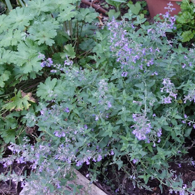 catmint in garden, junior walker nepeta
