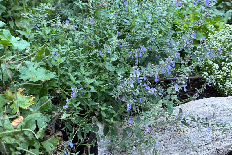catmint flopping in the garden