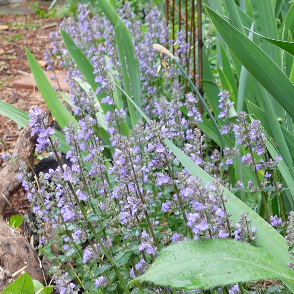 Cat's Pajamas Nepeta Catmint in Flower Patch Farmhouse garden
